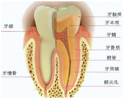 根管治疗后应该注意的事项