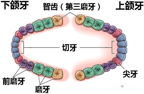 智齿是什么